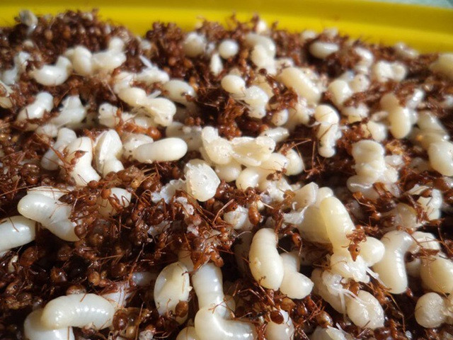 Còn nếu nấu kiến vàng với lá giang, người ta sẽ cho tổ kiến vào nồi nước trước rồi mới đem nấu chín. Khi nước trong nồi sôi, lá giang được vò nhỏ rồi thêm vào, nêm nếm gia vị vừa ăn và bắt đầu thưởng thức.