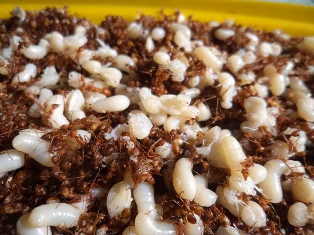 Còn nếu nấu kiến vàng với lá giang, người ta sẽ cho tổ kiến vào nồi nước trước rồi mới đem nấu chín. Khi nước trong nồi sôi, lá giang được vò nhỏ rồi thêm vào, nêm nếm gia vị vừa ăn và bắt đầu thưởng thức.