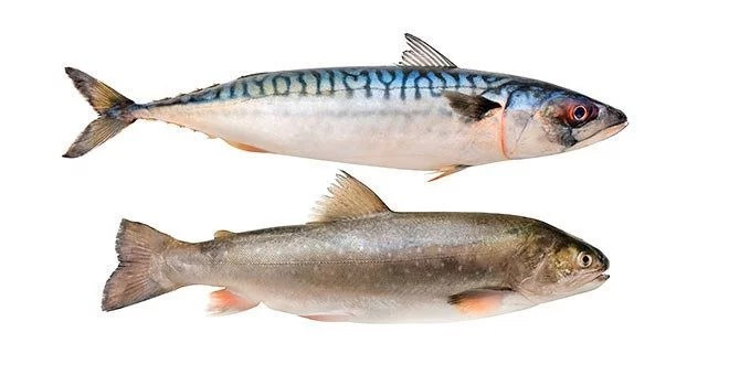 Cá: Người bị bệnh gút nên tránh ăn một số loại cá có hàm lượng purine cao như cá trích, cá ngừ, cá thu, cá mòi và cá cơm. Kể cả với các loại cá có lượng purine thấp như cá hồi, người bệnh gút cũng chỉ nên ăn 1 đến 2 lần một tuần.