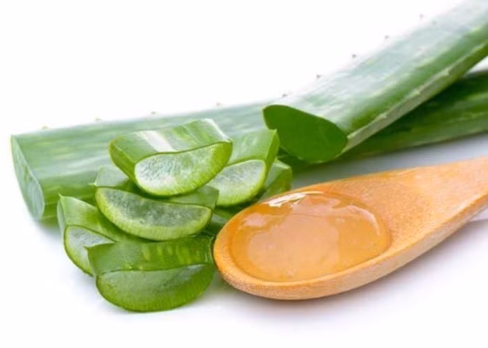 Nha đam: Nha đam là một trong những loại thảo mộc được sử dụng phổ biến nhất trong y học. Nó có sẵn ở nhiều dạng, như thuốc viên, bột, gel và dưới dạng lá. Được biết đến với đặc tính chữa bệnh, nha đam phổ biến để điều trị các vết trầy xước nhỏ trên da, chẳng hạn như cháy nắng, nhưng nó cũng có thể giúp giảm đau xương khớp, theo Healthline.