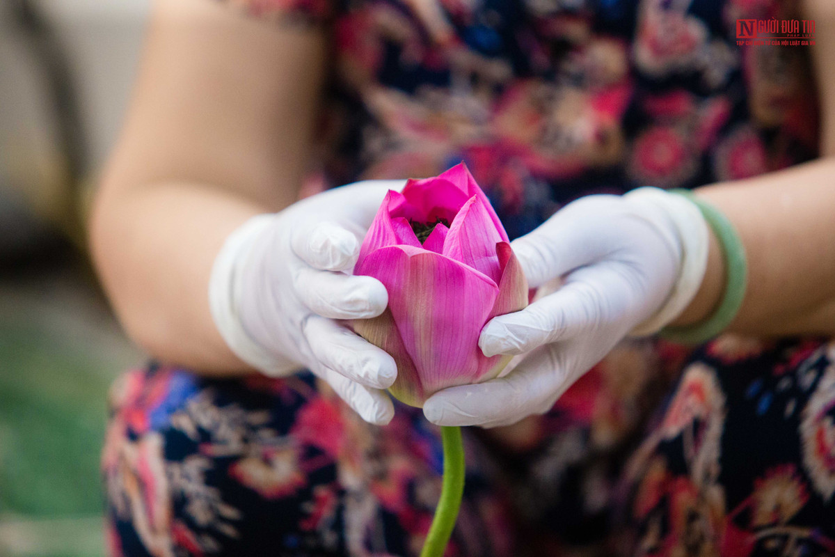 Để đảm bảo chất lượng, người nghệ nhân chỉ thực hiện ướp trà vào buổi sáng Ướp trà sen phải thao tác đủ 7 lần ướp, cứ một lượt gạo lại 1 lượt chè, ướp xong mang đi sấy khô, mỗi lần sấy xong lại sàng lọc và thêm vào một lượt gạo mới, cứ như vậy đến khi nào đỏ chè, chè có mùi thơm hòa quyện với sen.