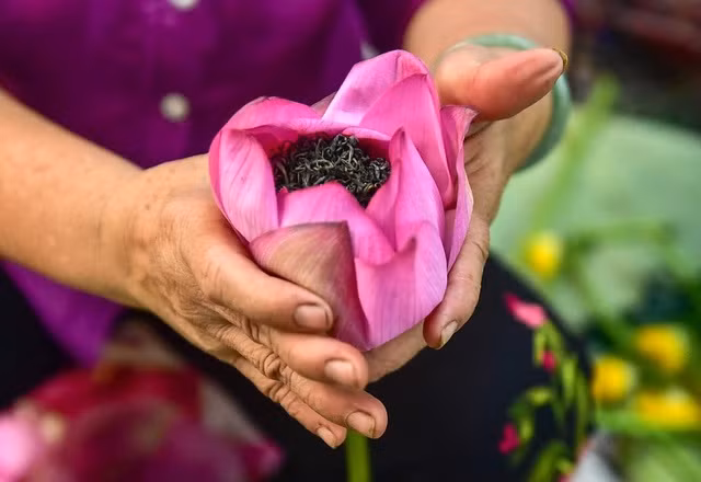 Ngoài ra, để cho ra loại trà hảo hạng, loại trà được chọn làm trà sen cũng phải là chè Tân Cương (Thái Nguyên) cánh nhỏ, thẩm hương vừa độ.