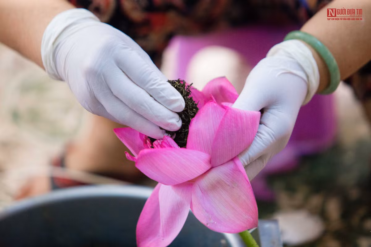 Hiện nay, trà sen Hà Nội được chia làm 2 loại: trà sen truyền thống và trà sen ướp xổi. Nếu trà sen ướp xổi là loại trà mới được làm cách đây 2 – 3 năm thì trà sen truyền thống là loại trà đã có từ rất lâu.