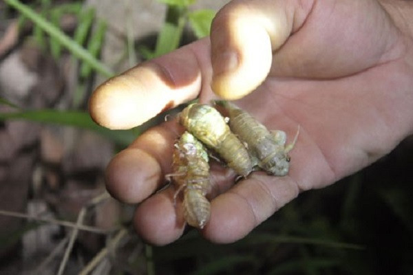 Mon an la mieng tu nhong ve sau an chua nguy hai khon luong-Hinh-2