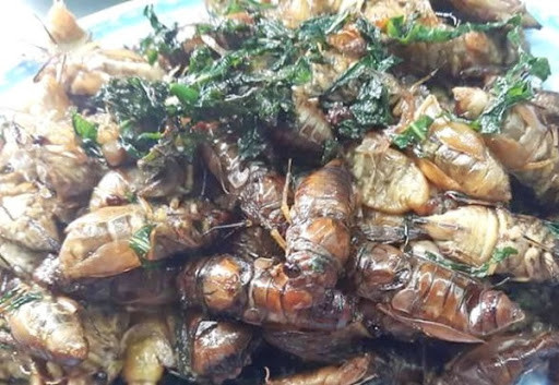 Mon an la mieng tu nhong ve sau an chua nguy hai khon luong-Hinh-3