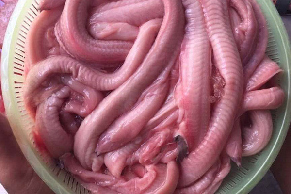 Không những thế, đầu cá ninja giống cá chạch có ria ngắn, đuôi thì kết thúc đột ngột bè ra, chằn chặn như đuôi hải cẩu. Nhìn thoáng qua, người ta chẳng thấy mắt mũi gì vì nó quá nhỏ.