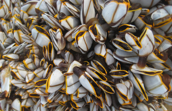 Loài động vật này cần được thu hoạch trực tiếp mới đảm bảo hương vị tươi ngon, chinh phục thực khách trên bàn tiệc. Do thời gian lưu trữ ngắn hạn, "thợ săn" hà ngỗng chỉ có thể bắt đầu công việc khi có đơn đặt hàng.