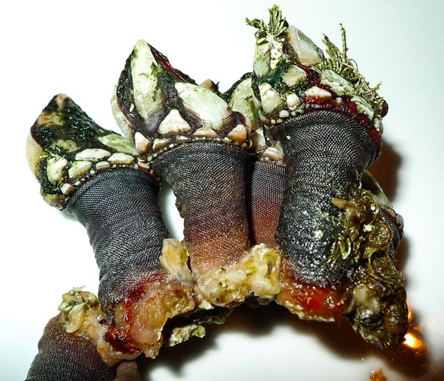 Giới đầu bếp cho rằng, cách duy nhất để thưởng thức đặc sản "ngón tay quỷ" là ăn bằng tay không. Bạn phải nắm chặt phần móng của nó và bóc rút vỏ ngoài. Lúc này hà ngỗng sẽ lộ ra lớp thịt nõn nà, thực khách chỉ cần chấm vào bơ chảy hoặc sốt tỏi aioli và thưởng thức. 