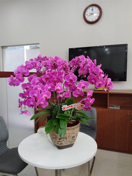 Ngay Tet, bay cay canh trong nha phai nham dung vi tri nay moi don tai loc