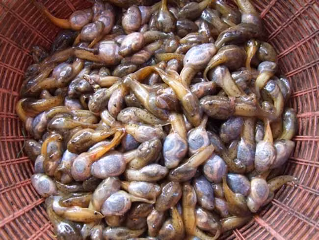 Đối với du khách, nhiều người không dám đụng đũa ngay khi thấy đĩa nòng nọc ếch được dọn ra.