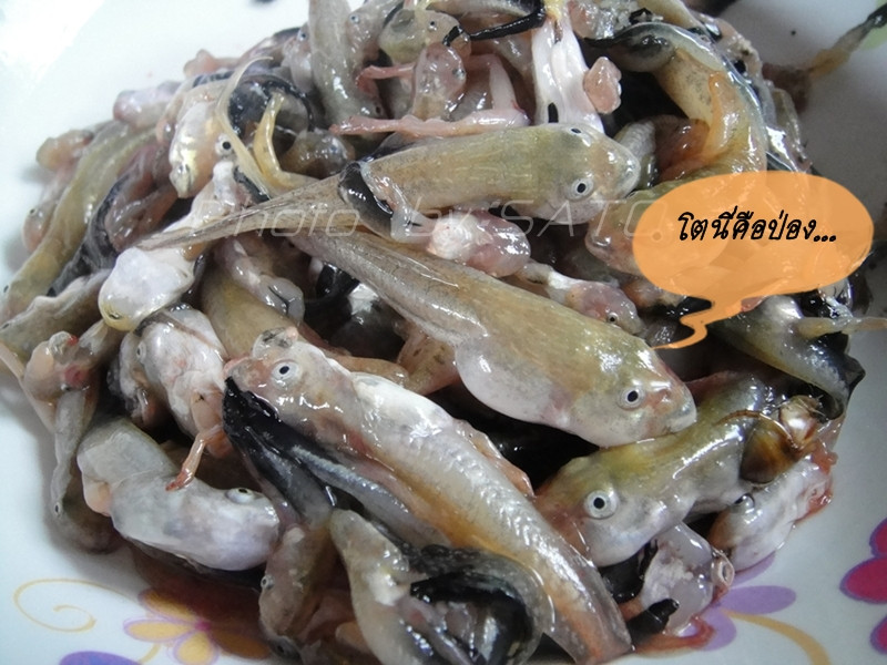 So với những món ăn khác ở Thái thì Mok Huak có giá thành không rẻ, đặc biệt chỉ có trong mùa mưa. Đây là mùa mà ếch sinh sản rất nhiều nên mới có thể thưởng thức được Mok Huak.