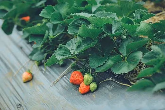 Dâu tây: Đến Mộc Châu bạn đừng quên dành thời gian đi thăm những vườn dâu tây trĩu quả ở đoạn gần đồi thông bản Áng. Dâu tây là thứ quả mới được trồng thử nghiệm ở Mộc Châu khoảng chục năm trở lại đây nhưng đã trở thành thương hiệu có tiếng trong lòng người tiêu dùng bởi hương vị thơm ngon đặc biệt. Ảnh: Emdep.