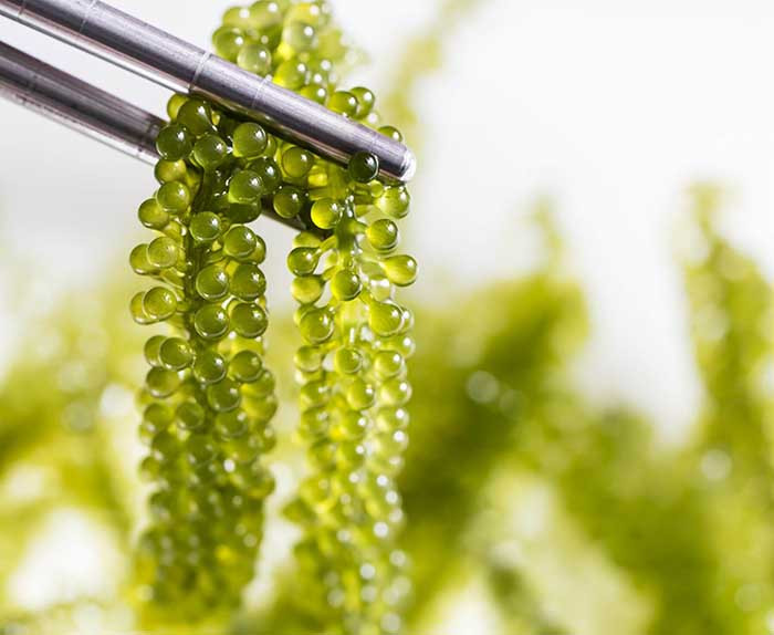 Có nhiều món ngon từ rong nho nhưng chủ yếu người ta thường làm salad, trang trí trên sushi, làm gỏi, hoặc chấm kèm với nước tương cũng đủ cảm nhận được mùi vị đặc biệt lan tỏa trong miệng.