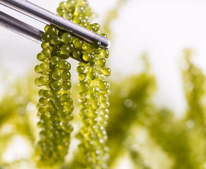 Có nhiều món ngon từ rong nho nhưng chủ yếu người ta thường làm salad, trang trí trên sushi, làm gỏi, hoặc chấm kèm với nước tương cũng đủ cảm nhận được mùi vị đặc biệt lan tỏa trong miệng.