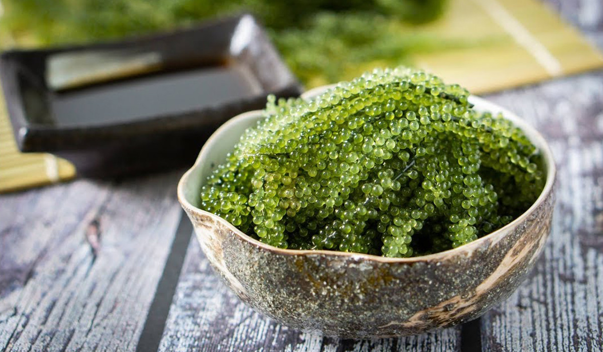 Rong nho có hàm lượng chất khoáng nhiều, nhất là sinh tố, canxi, sắt… rất hữa ích cho sức khỏe và hỗ trợ nhiều cho việc chữa bệnh như: nhuận trường và giải độc gan; bình thường hóa lượng đường trong cơ thể; giảm cholesterol và ổn định huyết áp… Ngoài ra, rong nho còn được xem là sản phẩm dùng làm đẹp da cho phụ nữ rất hữu hiệu. Ảnh: Internet. Video "Chế biến món ngon từ nấm đông cô". Nguồn: VTC.