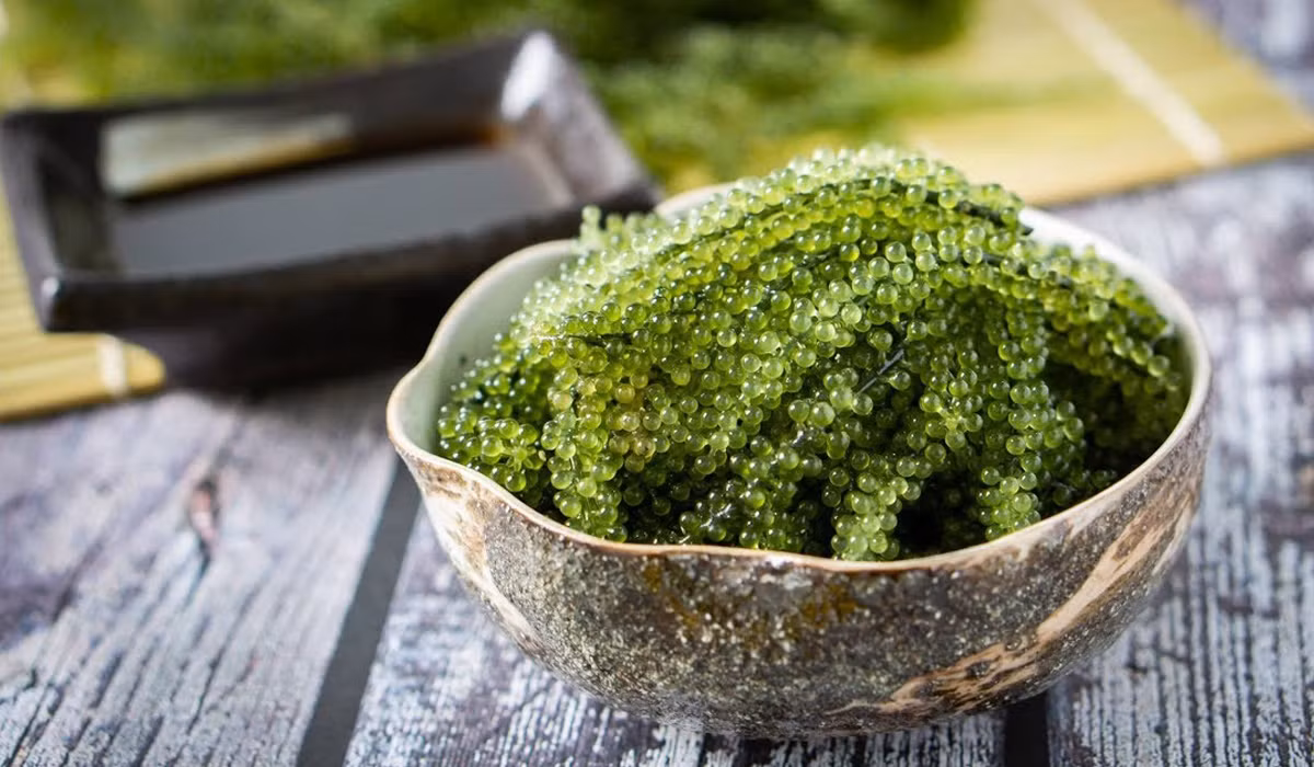 Rong nho có hàm lượng chất khoáng nhiều, nhất là sinh tố, canxi, sắt… rất hữa ích cho sức khỏe và hỗ trợ nhiều cho việc chữa bệnh như: nhuận trường và giải độc gan; bình thường hóa lượng đường trong cơ thể; giảm cholesterol và ổn định huyết áp… Ngoài ra, rong nho còn được xem là sản phẩm dùng làm đẹp da cho phụ nữ rất hữu hiệu. Ảnh: Internet. Video "Chế biến món ngon từ nấm đông cô". Nguồn: VTC.