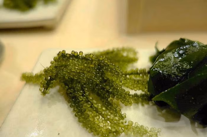 Loại rong này là thứ “rau xanh” rất được ưa chuộng ở các nước như Nhật Bản, Philipinnes,… Tuy nhiên, ở Việt Nam, rong nho vẫn chưa được phổ biến rộng rãi, nên rất nhiều người sau khi mua về không biết cách xử lý đúng để giữ chúng được lâu mà không mất đi vị ngon tự nhiên.