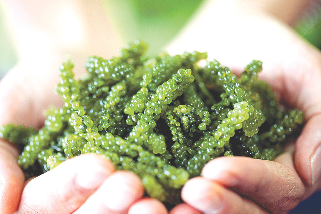  Rong nho là một loại tảo biển phát triển nhiều ở vùng biển nhiệt đới hoặc á nhiệt đới. Ở Việt Nam, rong nho thường bé, bám thành dạng rêu ở vùng biển từ Phú Yên, Khánh Hòa trở vào Nam.