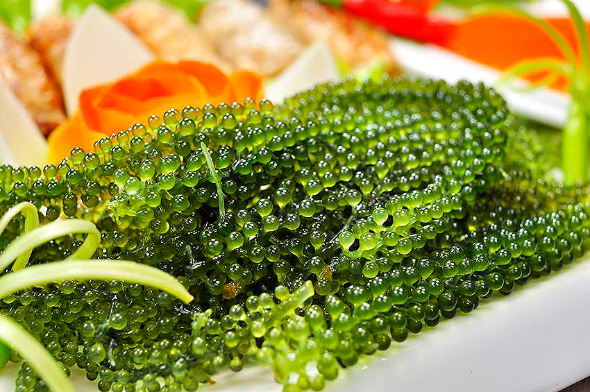 Loại rong biển này đặc biệt giàu giá trị dinh dưỡng, có vị ngon đặc trưng của biển cả và hình dạng giống như chùm nho. Người bình thường ít ai biết được loại rong nho này có giá trị cao, tuy nhiên ở phương Tây, đặc biệt là Nhật thì người ta rất quen thuộc với loại thực phẩm này.