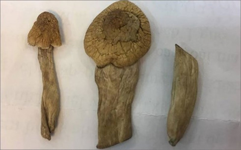 Bat nam sinh trong “nam ma tuy“: Cay thuc than “giet nguoi” the nao?