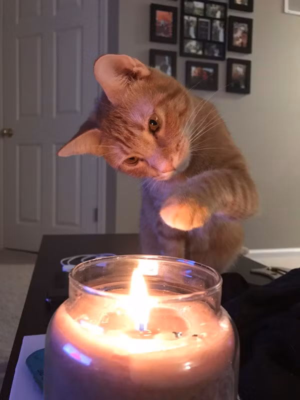 Chong dung bao cao su vo van dinh bau, thu pham gay choang-Hinh-2