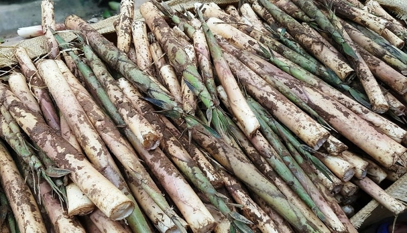 Chẳng thế mà các món ngon từ măng sặt Yên Bái đã trở thành đặc sản được nhiều thực khách sành ăn bình chọn là món ngon và hấp dẫn nhất.