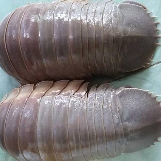 Nếu có may mắn được tự mình nhâm nhi chút hương vị bọ biển, bạn sẽ nhận ra vị mặn mà, đậm đà, ngọt ngào chẳng kém cạnh tôm hùm hay cua huỳnh đế. Ảnh: FB, Internet. Mời độc giả theo dõi video "Chế biến món ngon từ nấm đông cô". Nguồn: VTC.