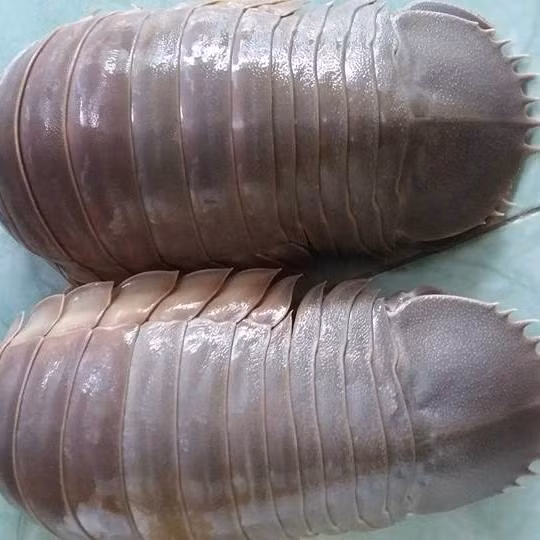 Nếu có may mắn được tự mình nhâm nhi chút hương vị bọ biển, bạn sẽ nhận ra vị mặn mà, đậm đà, ngọt ngào chẳng kém cạnh tôm hùm hay cua huỳnh đế. Ảnh: FB, Internet. Mời độc giả theo dõi video "Chế biến món ngon từ nấm đông cô". Nguồn: VTC.