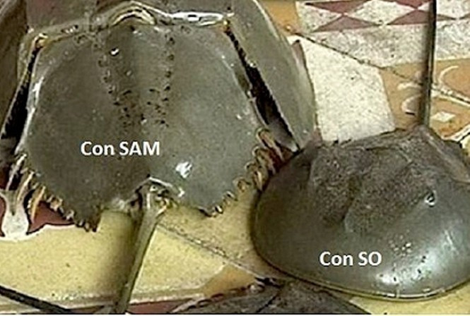 Mới đây, một cháu bé 8 tuổi ở Bình Dương đã tử vong do ăn nhầm so biển. Đi du lịch Vũng Tàu về, gia đình cháu bé này ở Bình Dương đã mua 5 con sam biển. Sau khi nướng ăn thì 7 người ngộ độc và nhập viện cấp cứu. Vụ việc làm bé gái 8 tuổi thiệt mạng và 6 người nguy kịch. Bước đầu nghi vấn do người dân nhầm lẫn giữa con sam và con so biển (loại cực độc).