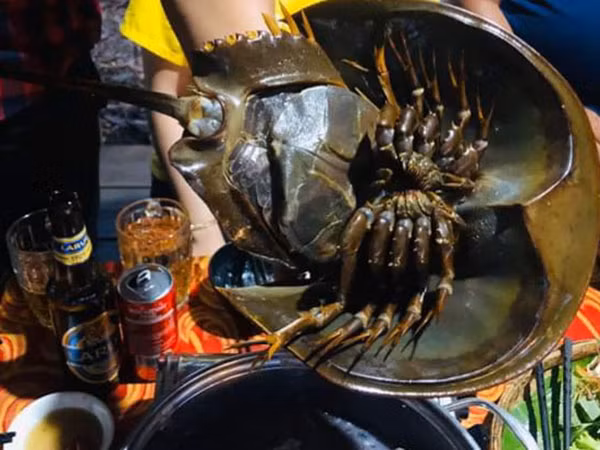 Trước đó, Cục An toàn thực phẩm, Bộ Y tế cũng đưa ra khuyến cáo người dân tuyệt đối không được ăn so biển và đưa ra hướng dẫn chi tiết để nhận biết sự khác biệt giữa so và sam biển. Bởi nhiều trường hợp bệnh nhân nhầm lẫn so biển thành sam biển và ăn mới gây nên tình trạng ngộ độc đáng tiếc.