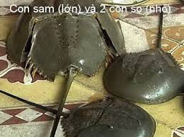 Chính vì vậy, thỉnh thoảng xảy ra các ca ngộ độc dẫn đến chết người do người dân nhận diện nhầm con sam và so biển. Ngay cả với các chuyên gia, việc phân biệt chắc chắn giữa các sinh vật trông hình dạng tương tự nhau nói chung là rất khó, chưa kể tên gọi khác nhau giữ các vùng miền.