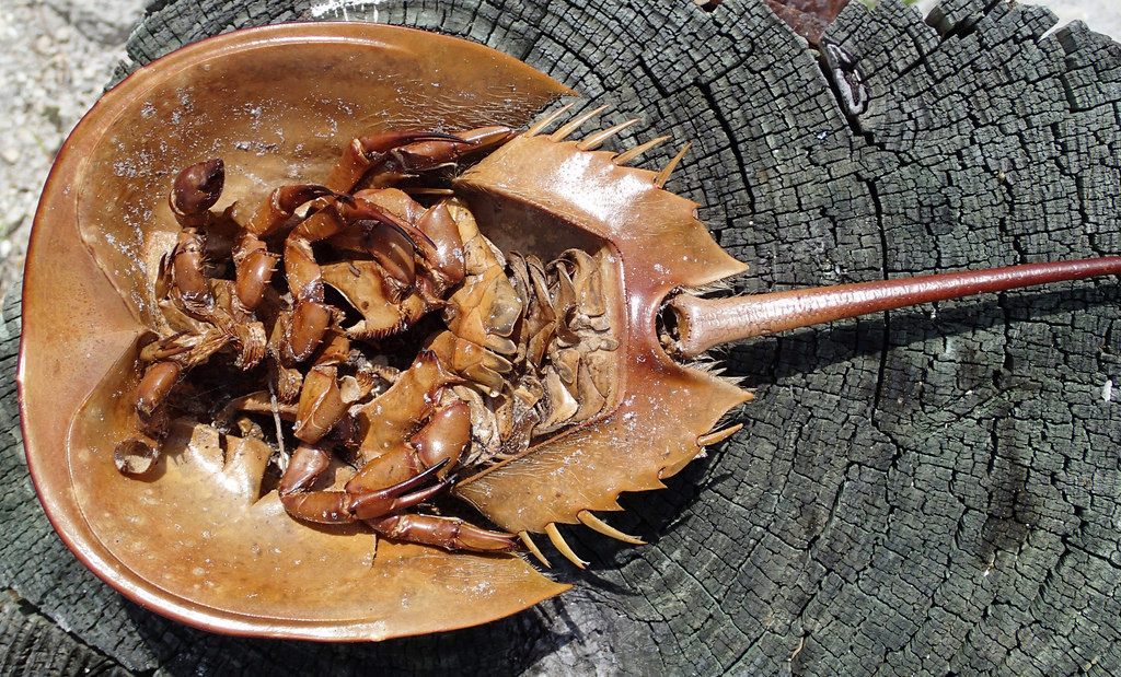 So biển có độc tố thần kinh mạnh, có khả năng gây liệt cơ hô hấp, ngưng thở, gây tử vong nhanh. Người ăn thịt so, sau khi chất độc ngấm vào cơ thể sẽ bị nôn ói, khó thở, đau bụng, tay chân và môi tê cứng.