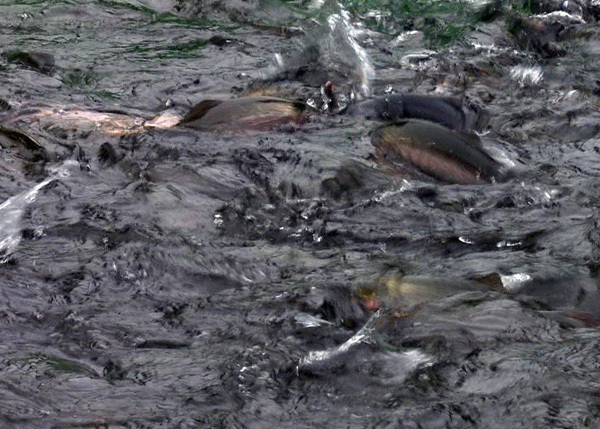 Ca hoi Sapa re chua tung co, e 250 tan khong biet ban di dau-Hinh-2