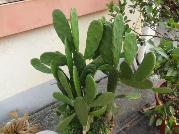 Ai có thể ngờ rằng xương rồng có nhiều chức năng như vậy? - Hình 3 Ai co the ngo rang xuong rong co nhieu chuc nang nhu vay?-Hinh-3