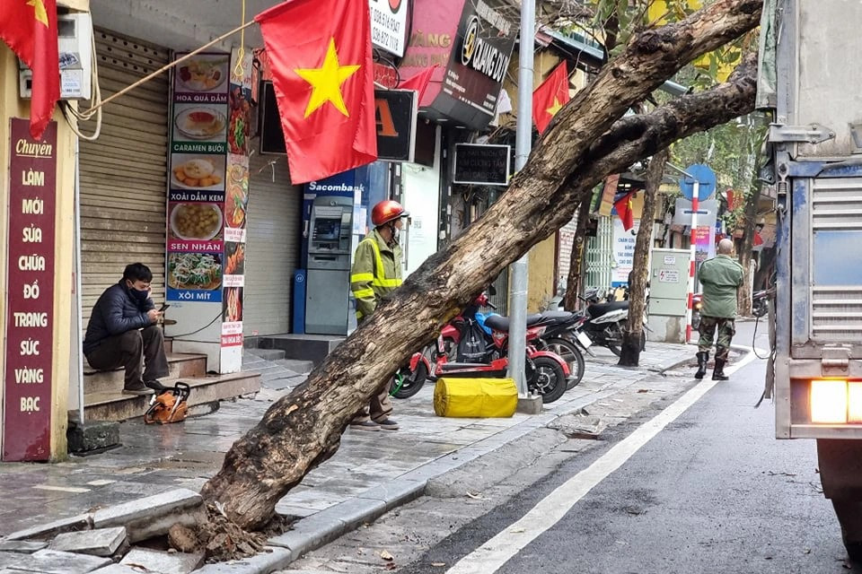 Cay tren pho co Ha Noi bat goc de trung xe tai-Hinh-2