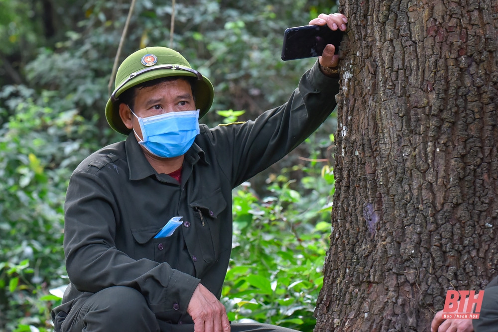 Ông Nguyễn Văn Chương – Trạm trưởng trạm bảo vệ rừng sến Tam Quy cho biết, sến mật được xếp vào nhóm thực vật đa tác dụng, gỗ sến rất rắn chắc được liệt trong nhóm tứ thiết (Đinh, Lim, sến, Táu). Gỗ sến thường được dùng trong xây dựng, thân của cây sến có nhiệt lượng cao dùng để rèn các loại gia cụ và nông cụ mà không có loại than nào sánh bằng.