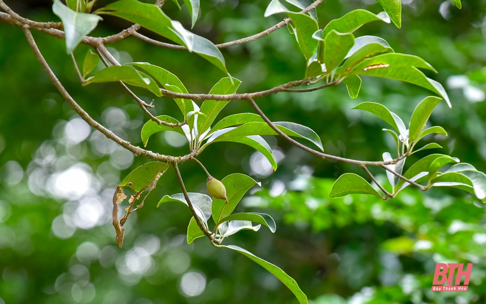 Cuối năm là dịp rừng sến cho quả. Quả sến mật ăn có vị ngọt như trái hồng xiêm. Người dân sống quanh rừng Tam Quy có thể vào rừng nhặt quả lấy nhân ép dầu khi lực lượng kiểm lâm cho phép.