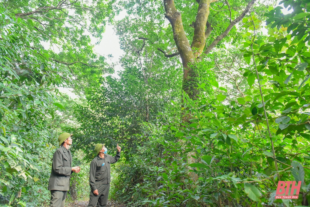 Chiều cao của lim khoảng 13 m, của sến là 9 m, sến ở tầng thấp và hoàn toàn chịu tán của lim, trong khi đặc tính sinh thái của loài sến trưởng thành là ưa sáng, không chịu bóng, dẫn đến nguy cơ rừng sến bị thay thế bởi rừng lim.