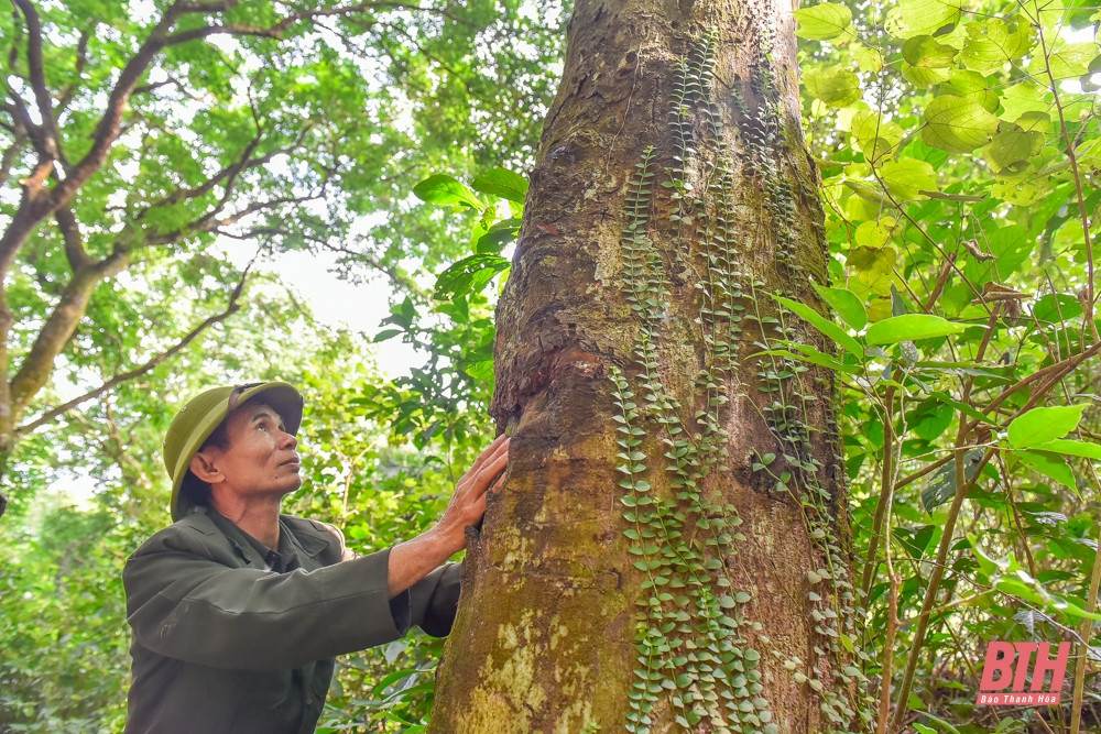 Ngoài sến, rừng Tam Quy còn phân bố nhiều loài cây khác như lim xanh, giẻ, chẹo, trâm, chẩu hoặc thông...