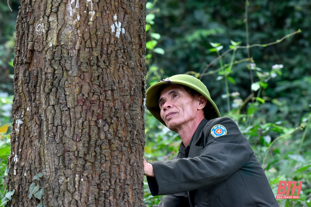 Ông Trịnh Xuân Đắc, 53 tuổi, nhân viên bảo vệ rừng Tam Quy kiểm tra, đo đường kính một trong số cây sến lớn trong rừng. Theo ông, không có số liệu kiểm đếm chi tiết loài sến ở đây song ước lượng có hàng chục vạn cây lớn nhỏ khác nhau.