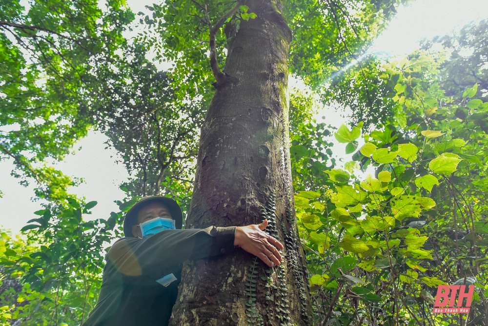Những năm gần đây loài lim xanh phát triển rất mạnh, cây lớn nhất có đường kính đến 1,2 mét. Rừng sến mật do đó đã biến động từ rừng thuần loại đến rừng sến hỗn loài.