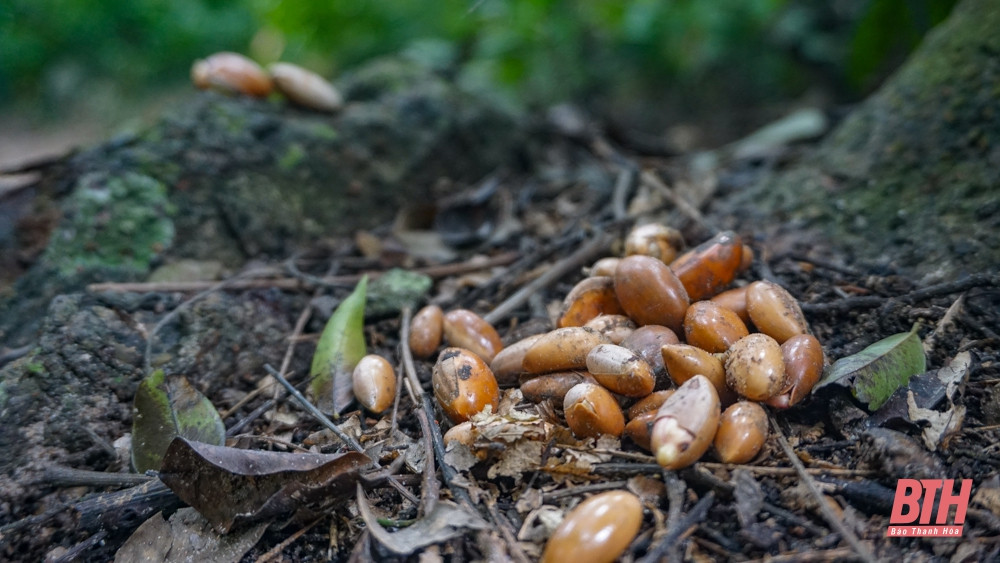 Hạt sến có thể ép lấy dầu ăn thay mỡ động vật, lá sến là thành phần của một số loại thuốc dân gian trị bệnh ngoài da và chữa bỏng.