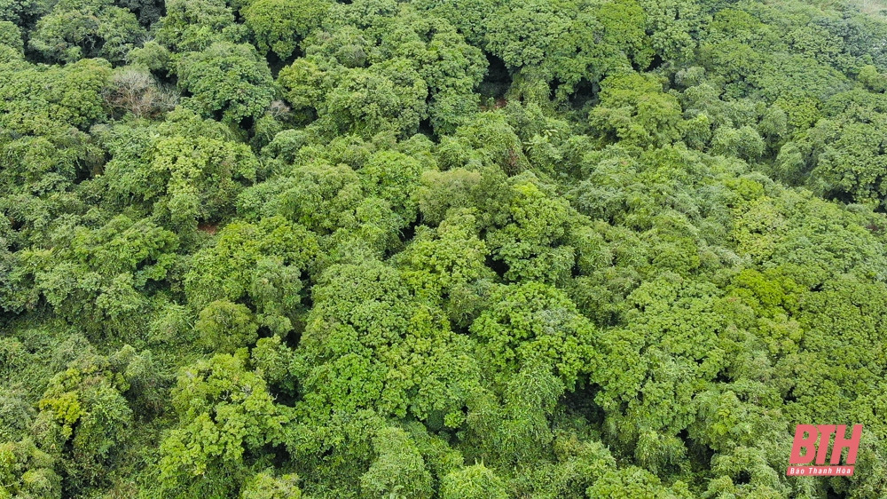 Tại Việt Nam, sến mật mọc rải rác, nhưng tập trung chủ yếu ở vùng Đông Bắc, Bắc Trung Bộ và duyên hải miền Trung. sến mật ở Tam Quy mọc tập trung gần như thuần loài, là cánh rừng hiếm gặp, nơi quần tụ tự nhiên độc đáo nhất của khu vực Đông Nam Á.