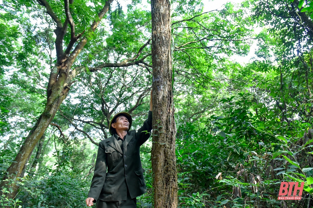 Cây sến phân bố rải rác trên các quả đồi thấp, độ cao 50-325 m. Đây là một trong gần 90 khu bảo tồn thiên nhiên rừng đặc dụng, được bảo vệ nghiêm ngặt. Ban đầu khu rừng chỉ rộng 350 ha, nhưng hiện mở rộng lên gần 520 ha.