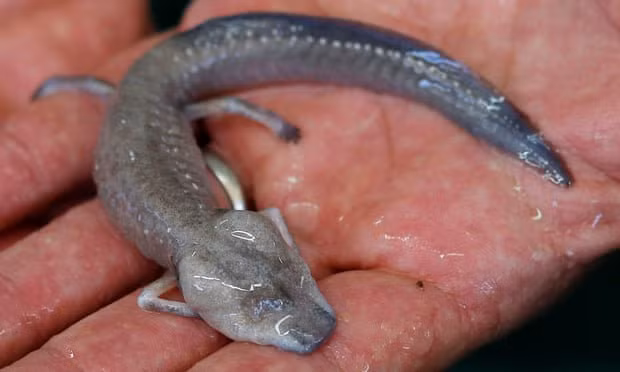 Ky nhong mu Blanco, ca meo 'beo phi' Colombia co the chua tuyet chung-Hinh-2