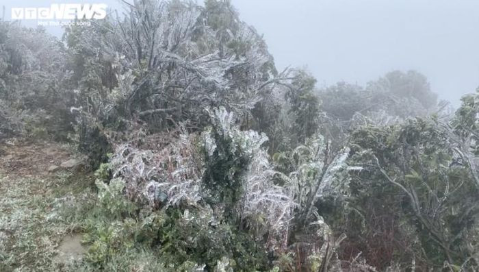 Cây cối cũng đóng băng.