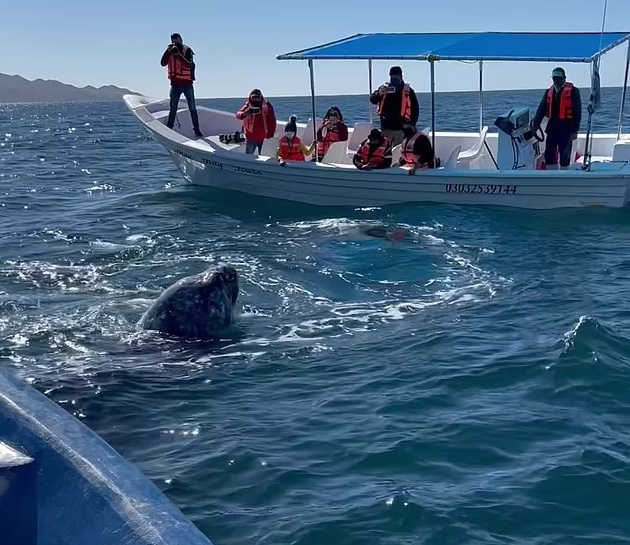 Bat ngo cham tran ca voi xam 45 tan o cu li cuc gan