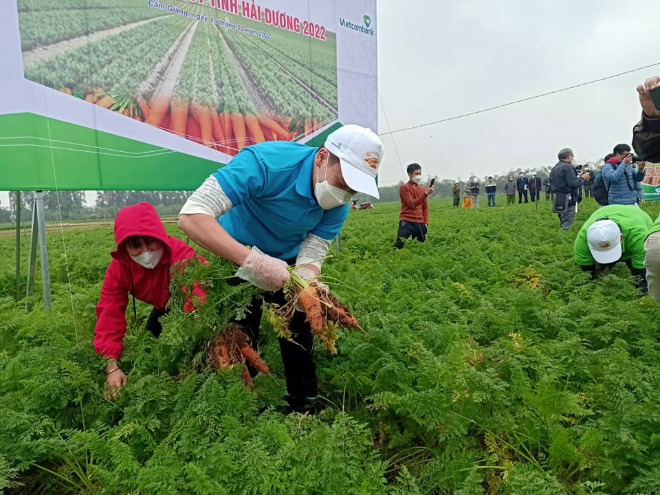Cuộc thi nhằm khích lệ tinh thần lao động hăng say trong mùa thu hoạch cà rốt và để khách thập phương, nhất là người nước ngoài được trải nghiệm văn hóa sản xuất nông nghiệp của Hải Dương nói riêng và Việt Nam nói chung. Sự xuất hiện của Hoàng Đức, Đức Chiến, Trọng Đại đã thu hút sự chú ý của nhiều người dân, khiến cuộc thi sôi động hơn. Với sự khéo léo, nhanh nhẹn như trên sân bóng, Hoàng Đức cùng các thành viên trong đội đã dành chiến thắng chung cuộc của cuộc thi. 