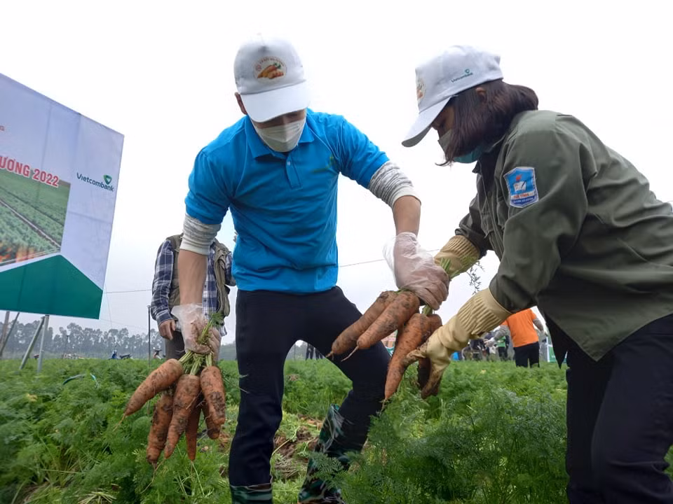 Giống như trên sân bóng, tuyển thủ Quốc gia này nhổ cà rốt cũng rất nhanh nhẹn, khéo léo.