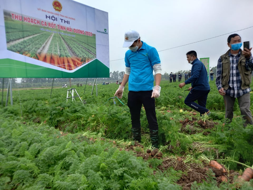 Hoàng Đức lần đầu tiên thu hoạch cà rốt tại quê nhà.